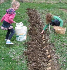 Two children planting potatoes in a garden row.