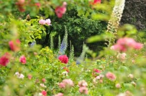a garden filled with lots of pink and purple flowers